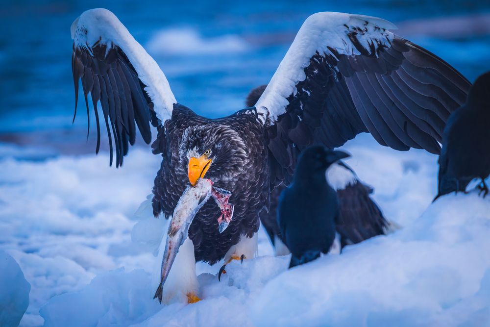 Фотография автора Nagai Go