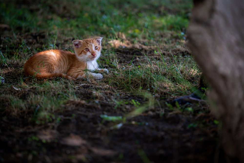 Фотография автора Dmitry BESPAMIATNYI