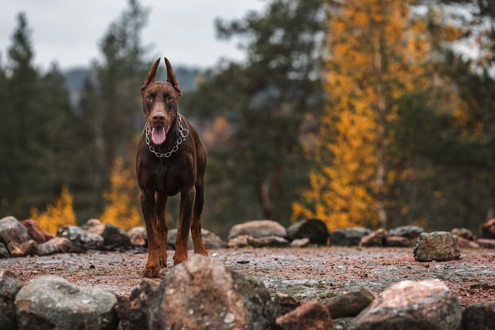 Photograph by Мария Клещенко