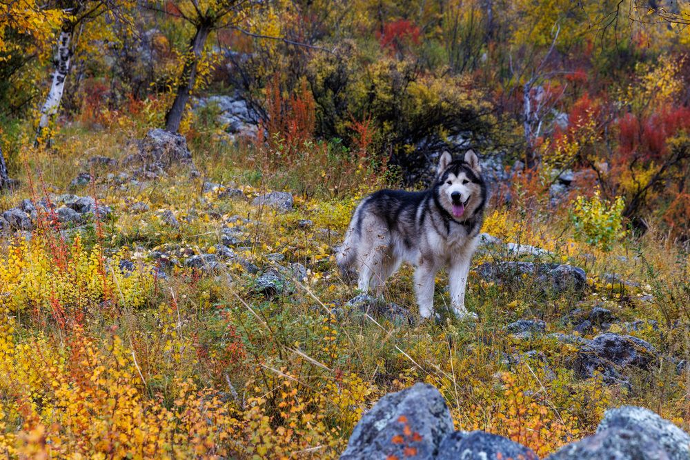 Photograph by Людмила Аксенова