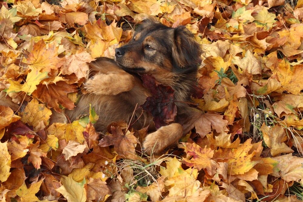 Photograph by Любовь Войводич