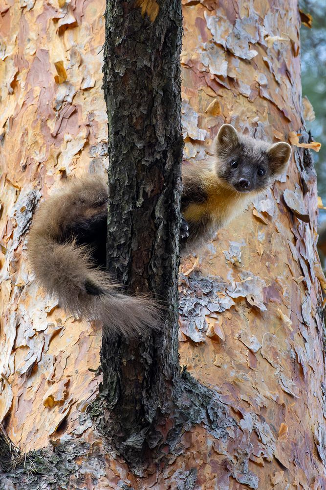 Photograph by Вера Машина