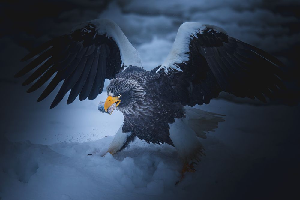 Фотография автора Nagai Go