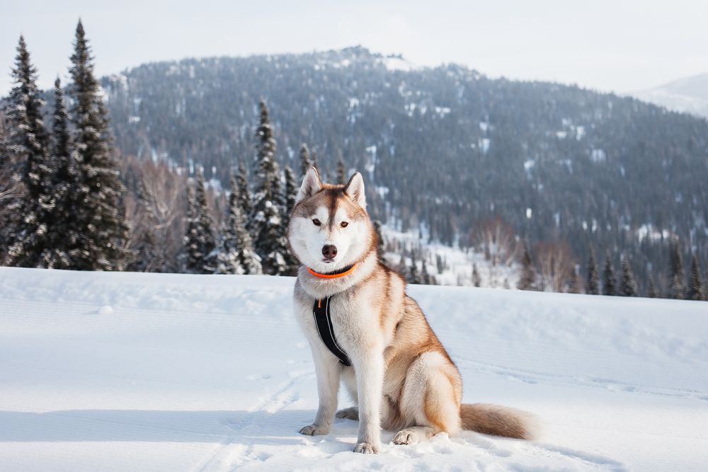 Photograph by Алина Перескокова