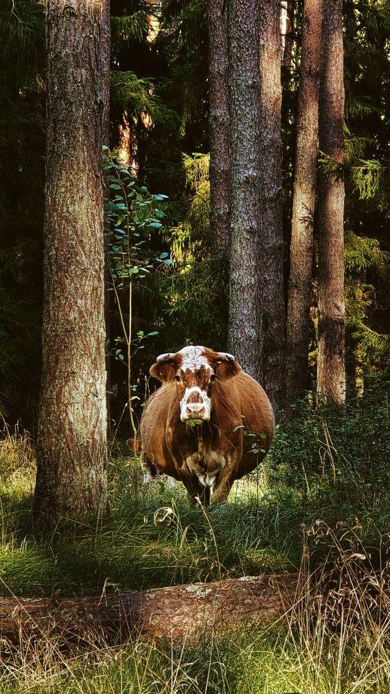 Photograph by Наталия Короленко