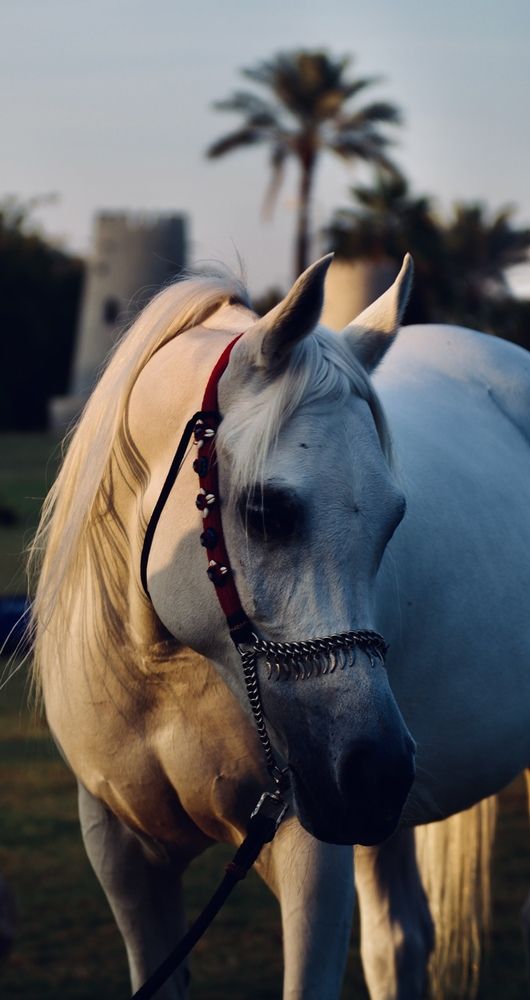 Фотография автора Sarrah Yehia