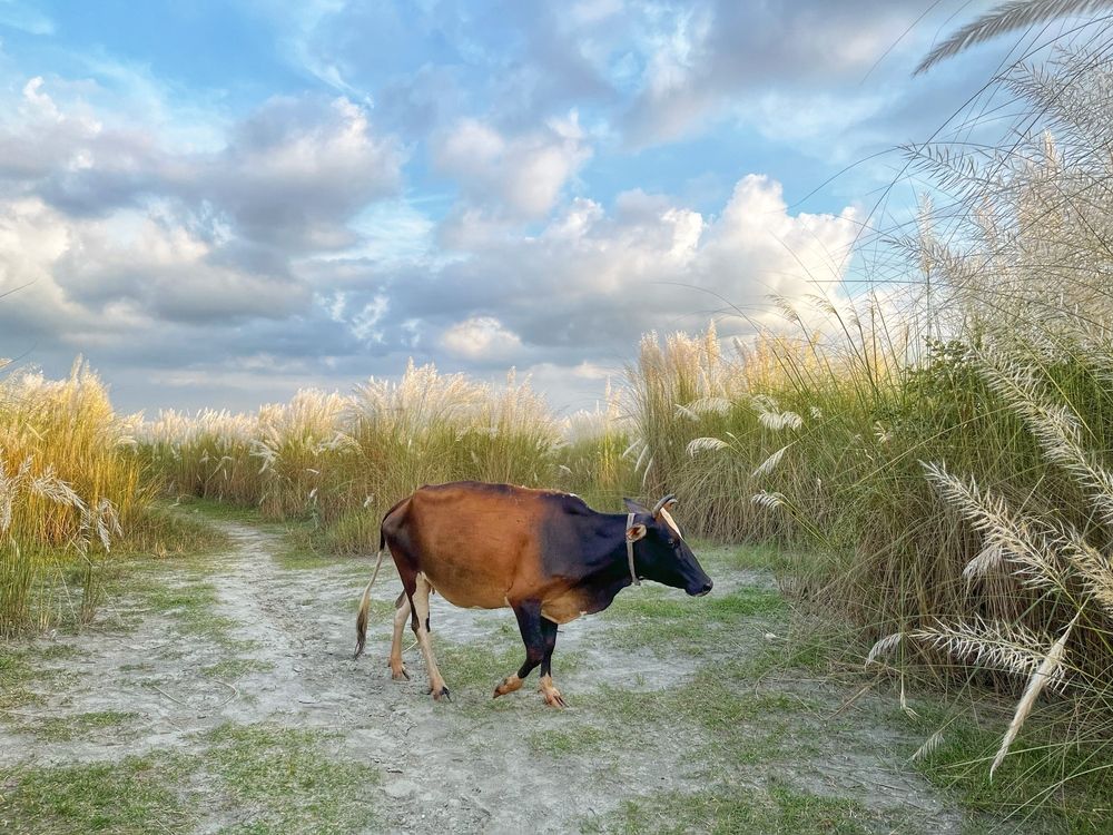 Фотография автора Washiful Majid