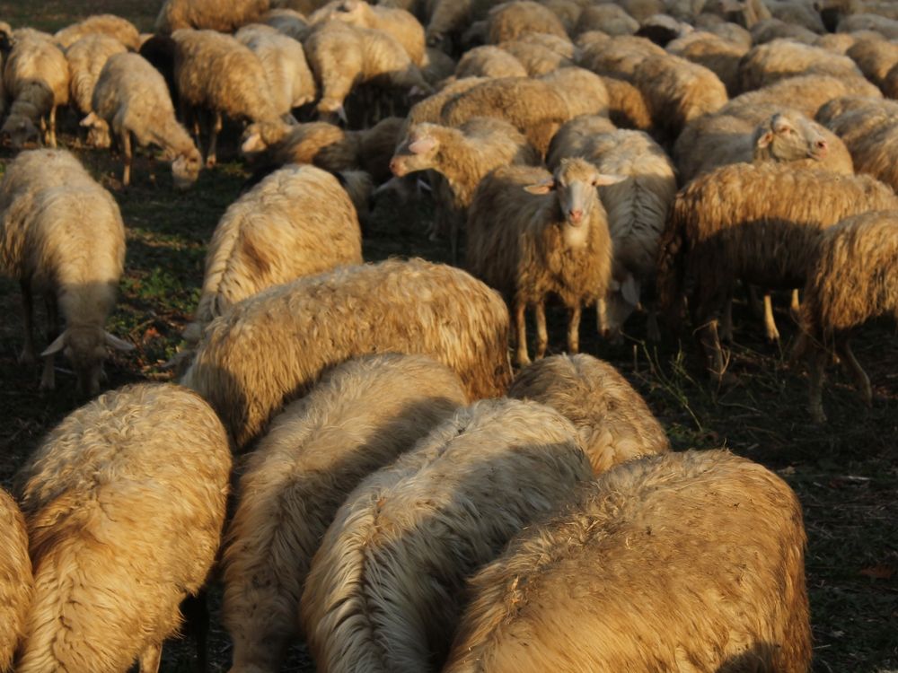 Photograph by Iryna Shyshkina