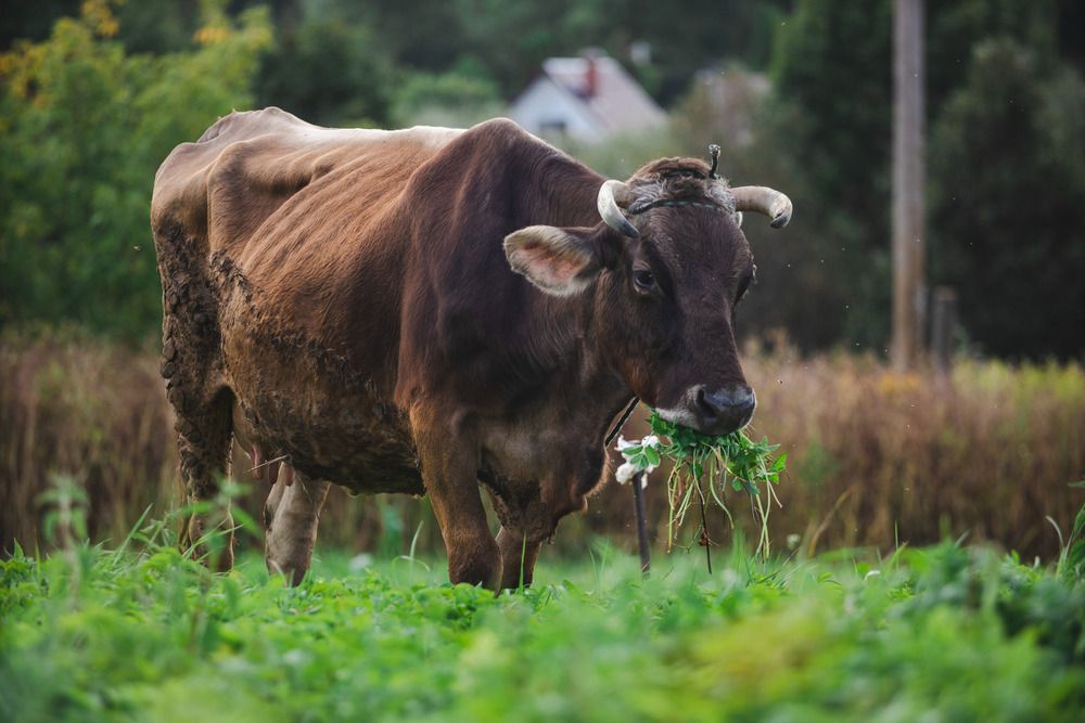 Photograph by Степоненкова Екатерина