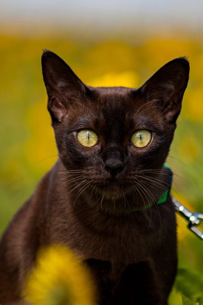 Фотография автора Сергей Арабов