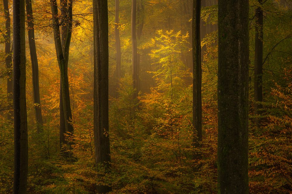 Photograph by Markus Albert