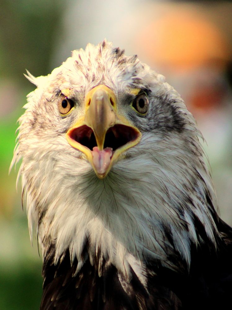 Photograph by Алексей Макаров