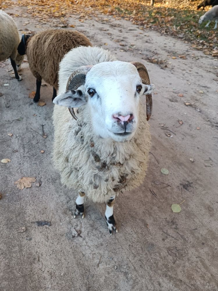 Photograph by Елена Пархоменко