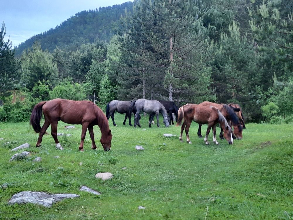 Фотография автора Елена Пикатова