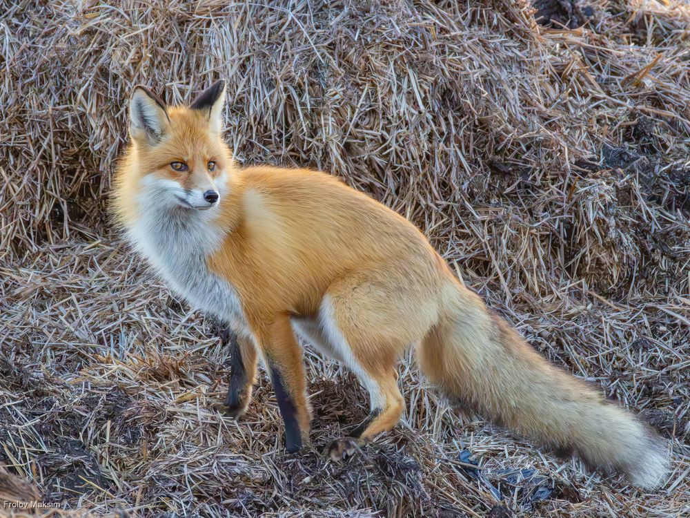 Photograph by Максим Фролов