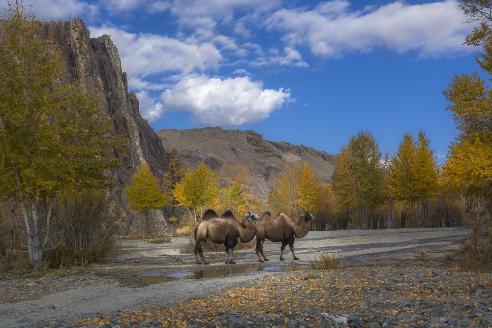 Верблюды на Алтае
