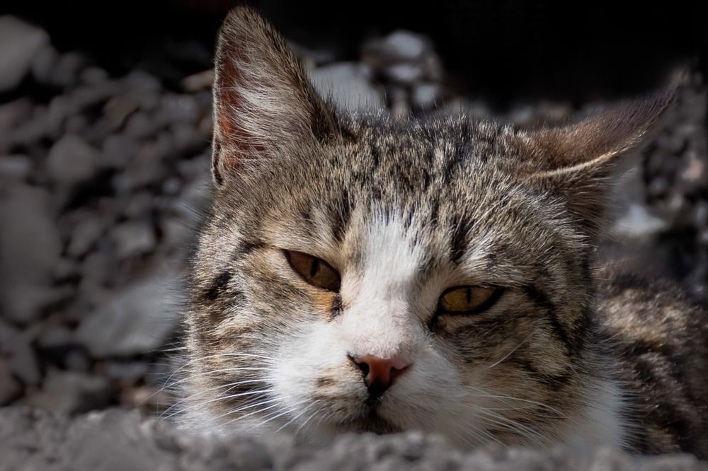 Фотография автора Kimia sadat partovi