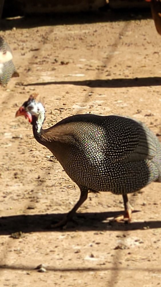 Photograph by Gilson Marcos Ferreira de OLIVEIRA