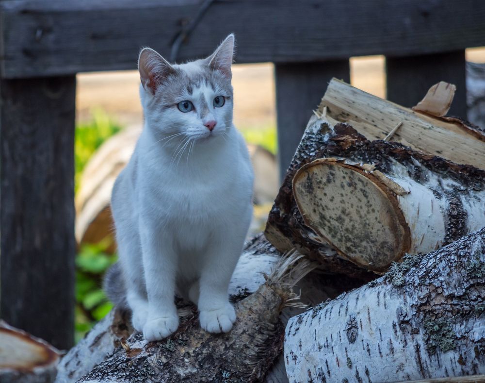 Фотография автора Владимир Каштанов
