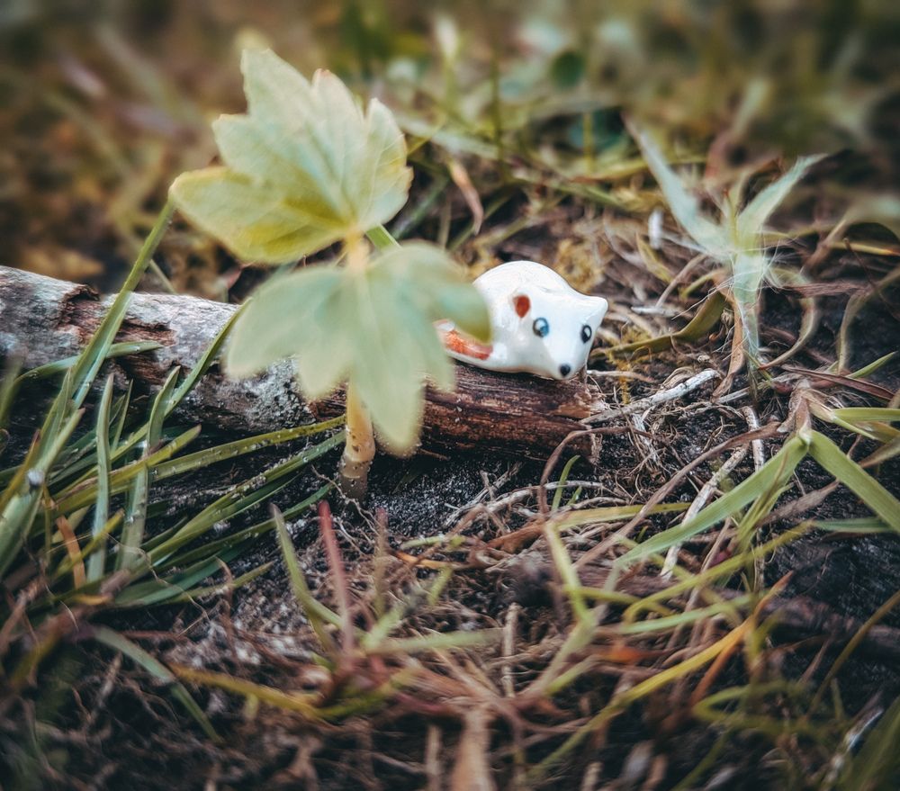 Фотография автора Ксения Шляйхер