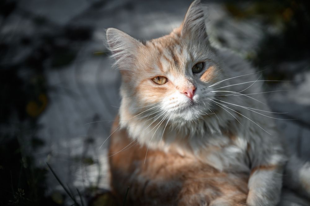 Photograph by Светлана Козлова