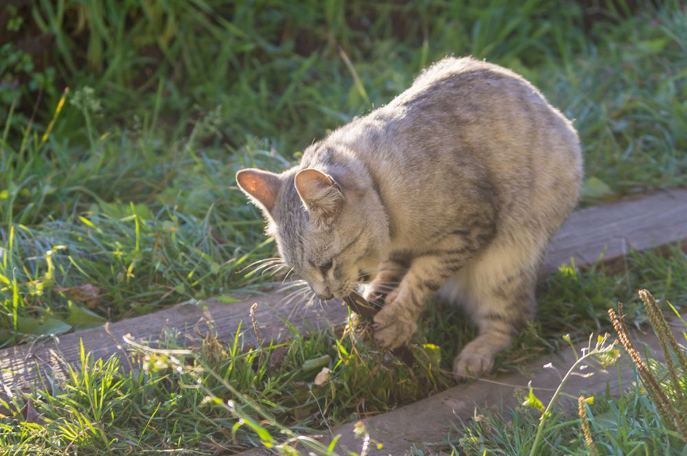 Фотография автора Владимир Каштанов