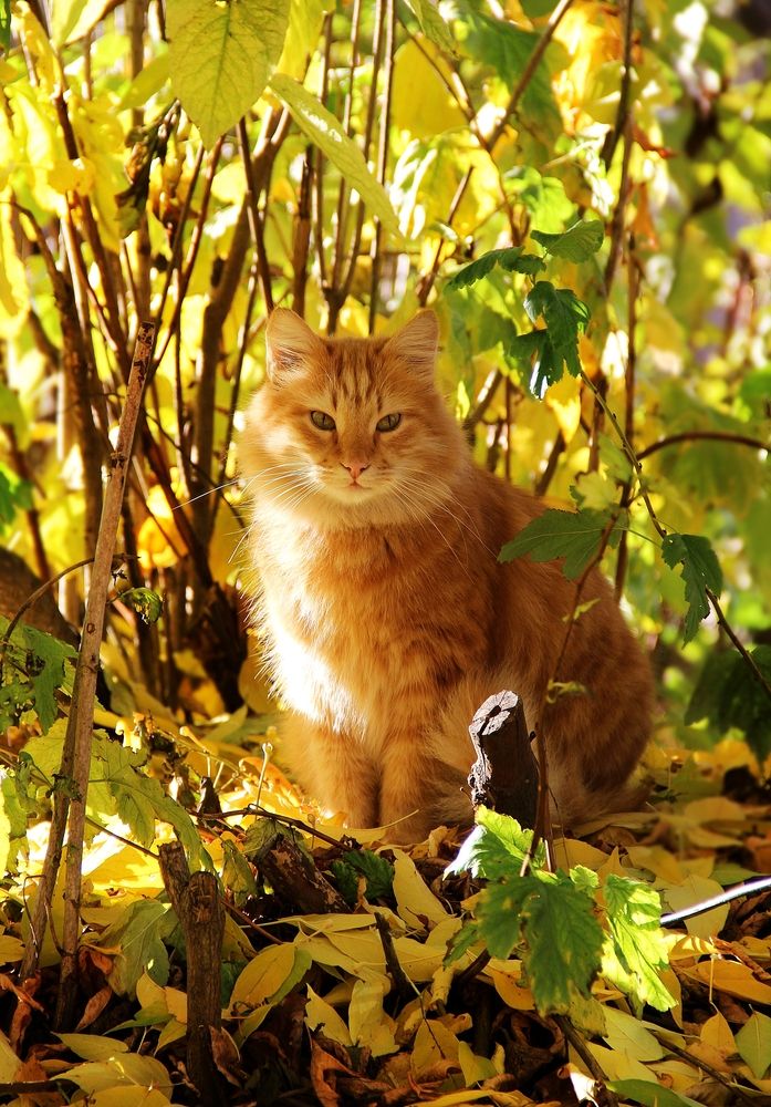 Photograph by Юлия Дягиль