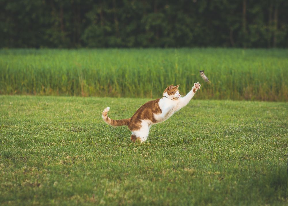 Фотография автора Марис Анкевицс
