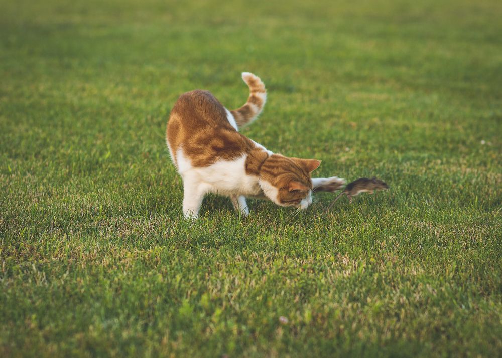 Фотография автора Марис Анкевицс