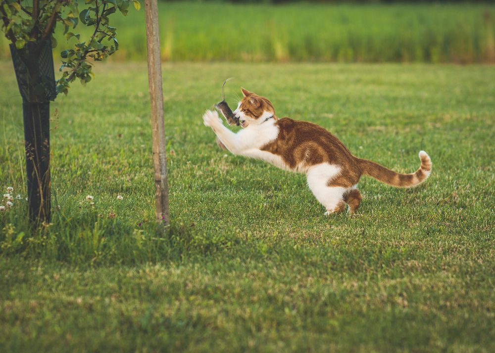Фотография автора Марис Анкевицс