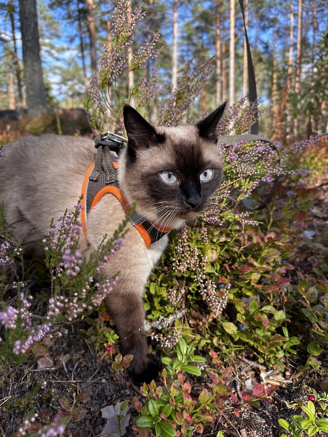 Photo #12788698