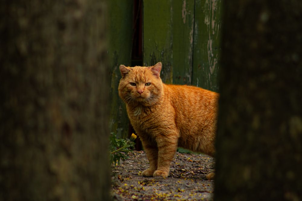 Фотография автора Ольга Матвеева