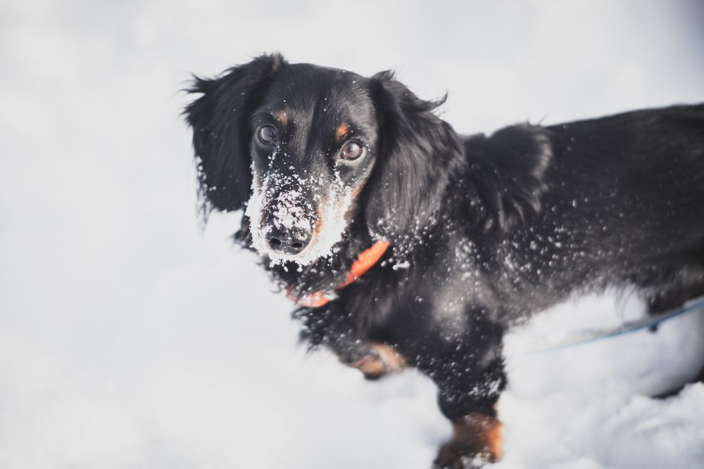 Фотография автора Дарья Обидина