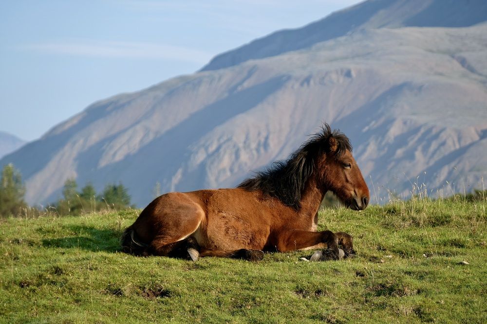 Relaxing on the grass
