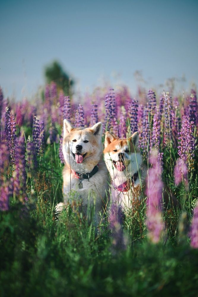 Photograph by Елена Ненашкина