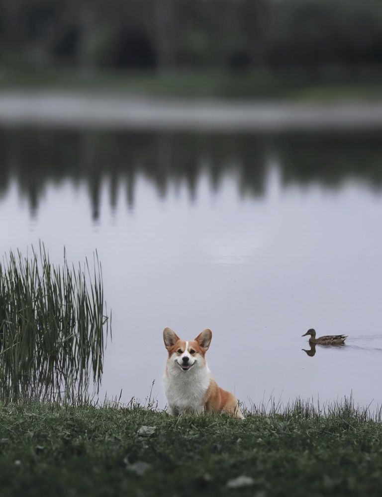 Фотография автора Margarita Kornysheva