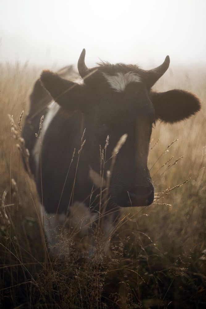 Photograph by Владимир Письмак