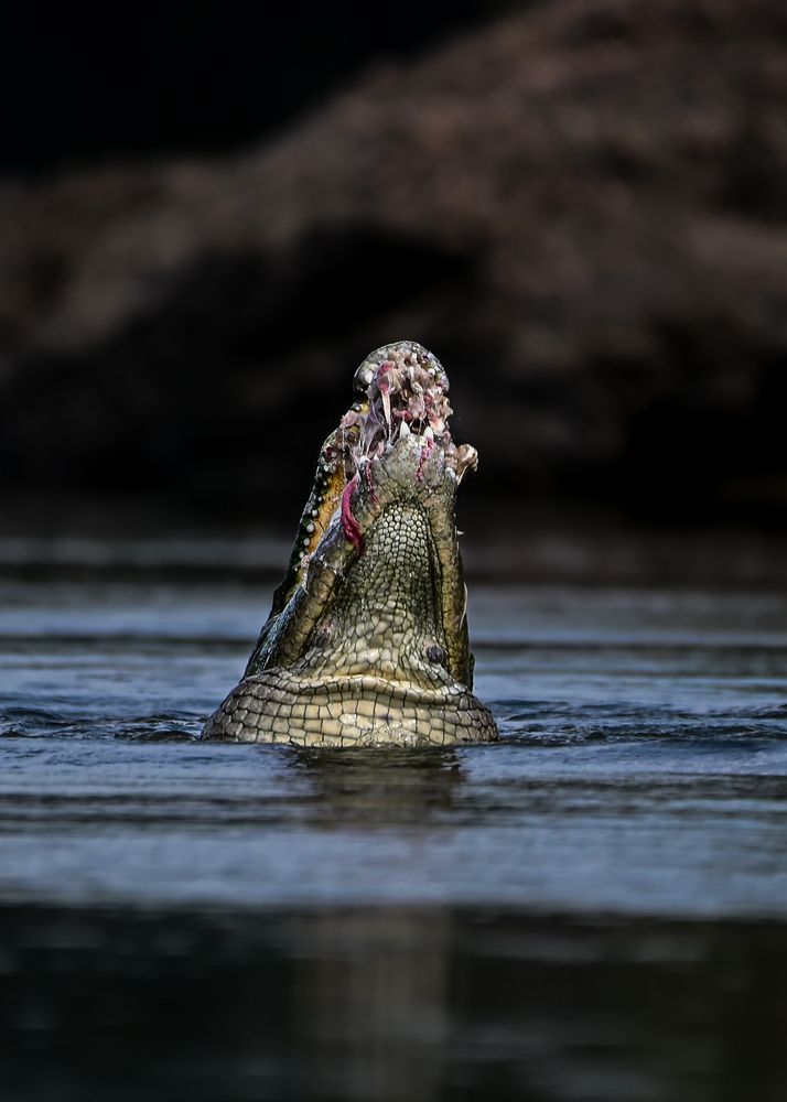 Lifting its prey skyward