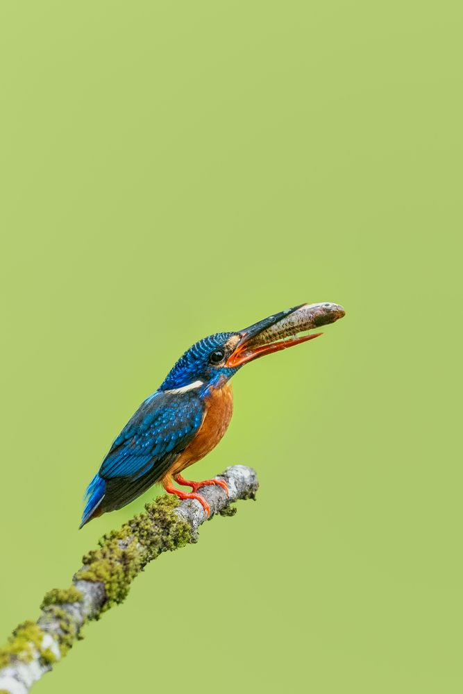 Blue-eared kingfisher with a fish kill