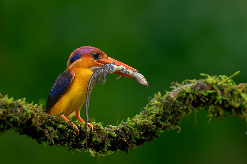 Black-backed Dwarf Kingfisher