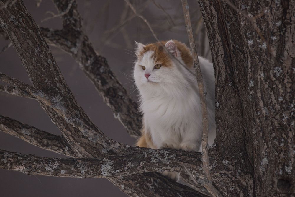 Photograph by Елена Перминова