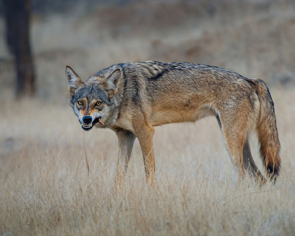 Photograph by Prabhat Ghosh