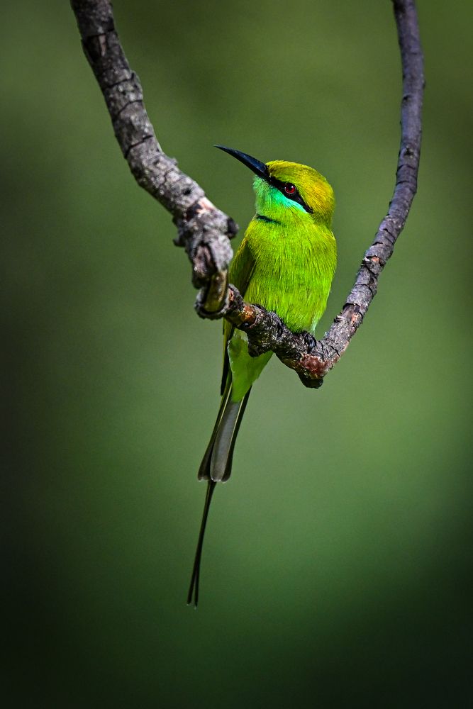 Asian green bee-eater