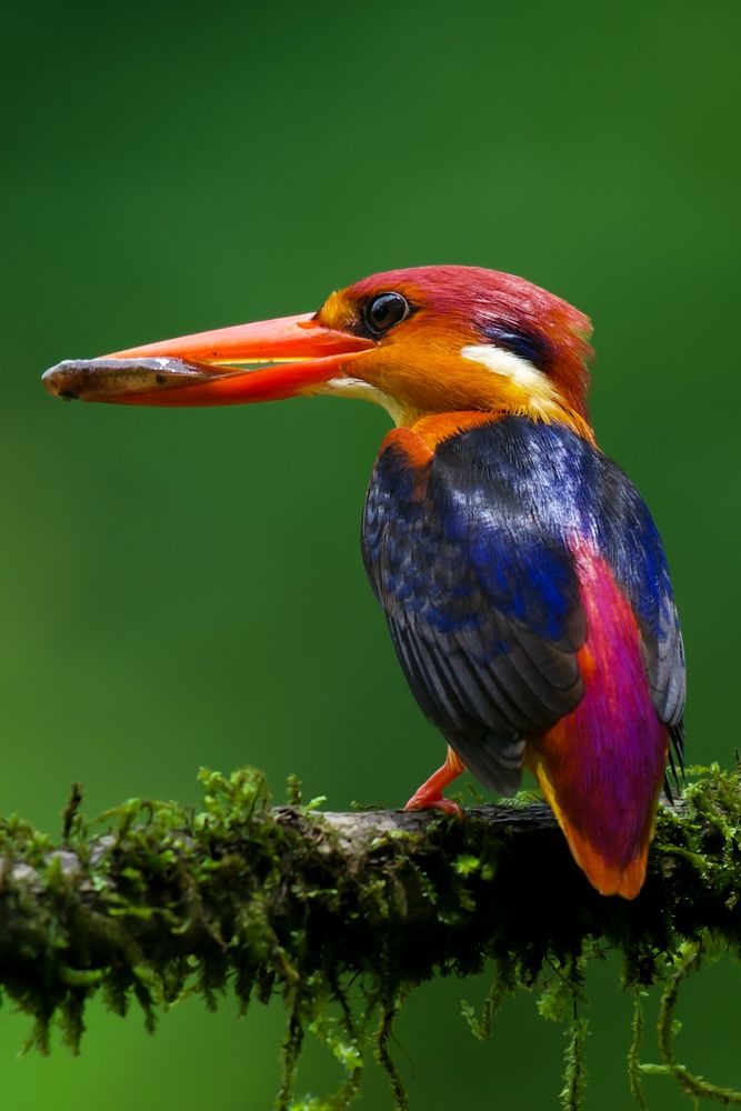 Photograph by Rajiv Basu