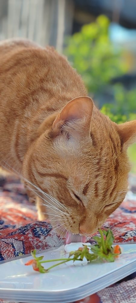 Рыжая мордаха