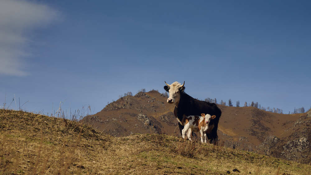Photograph by Сергей Сысалов