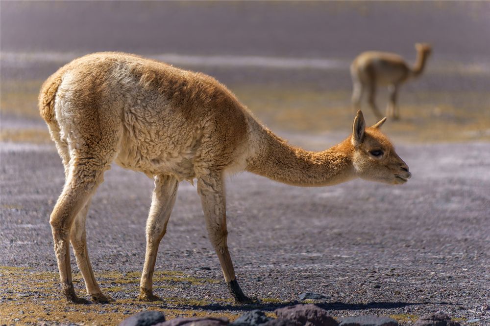 Vicuña Salar La Gruta
