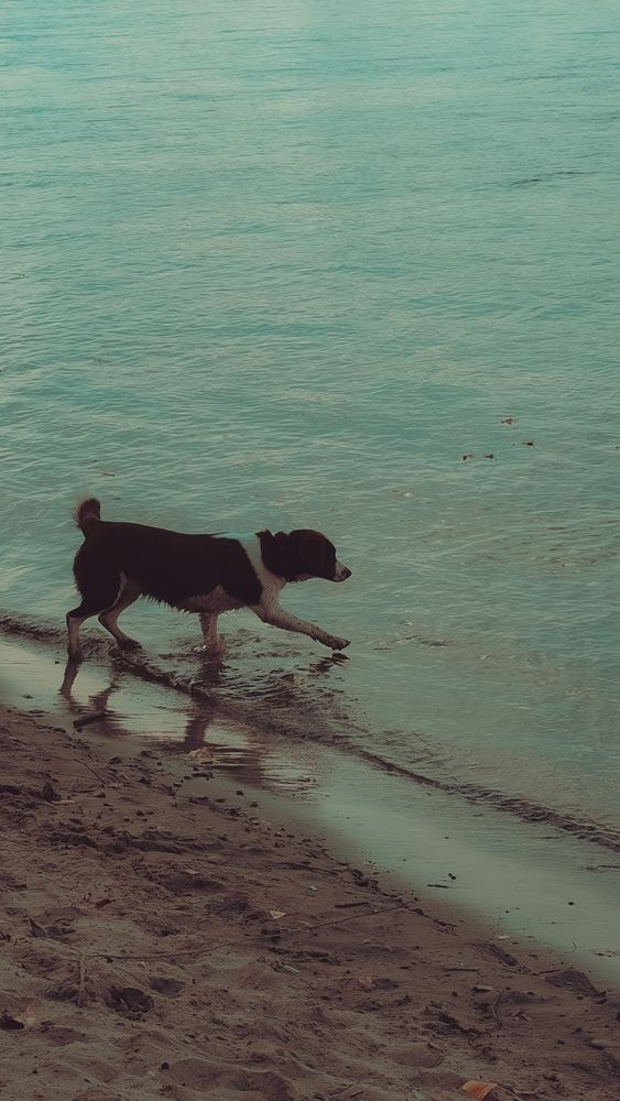 Фотография автора Елена Плешкова