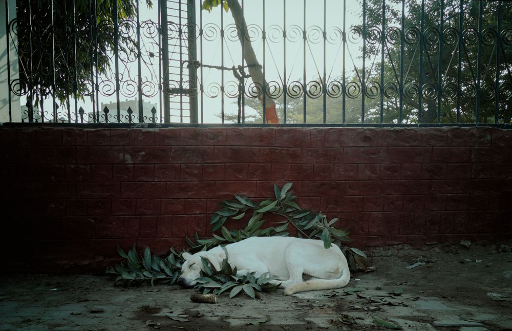 Фотография автора Muhammad Farhan