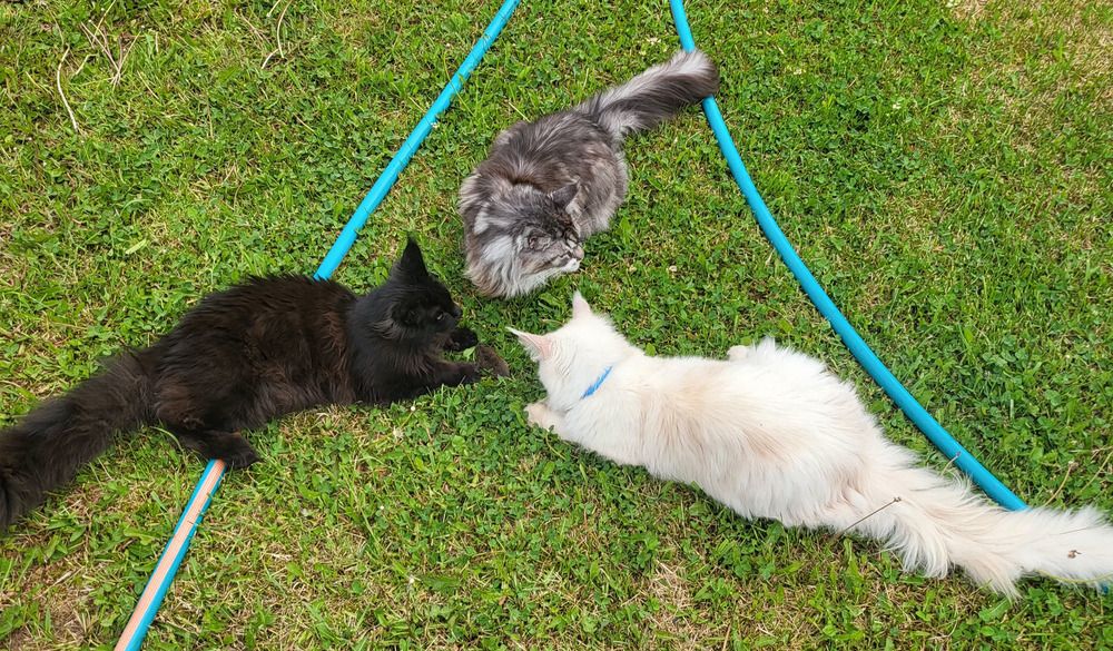 Photo #12788948